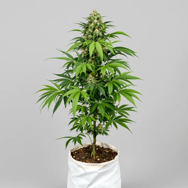 Embalaje de semillas de cannabis Brand X — Royal King Seeds España