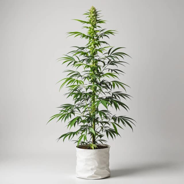 Embalaje de semillas de cannabis Bruce Almighty — Royal King Seeds España