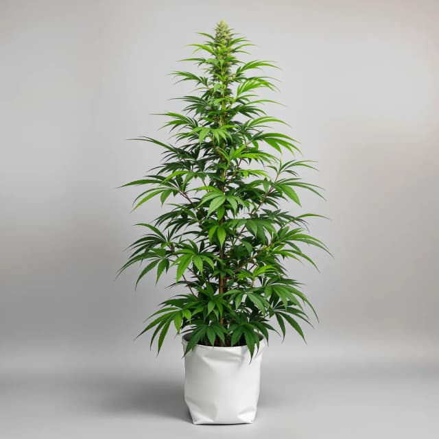 Embalaje de semillas de cannabis Bruce Banner #3 — Royal King Seeds España