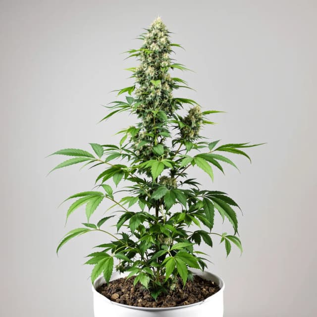 Embalaje de semillas de cannabis Bruce Banner — Royal King Seeds España