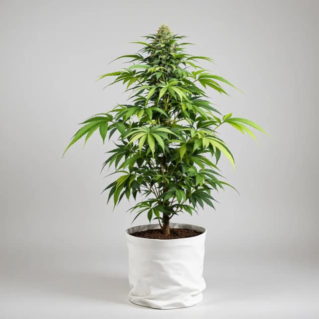 Embalaje de semillas de cannabis Bubba OG — Royal King Seeds España