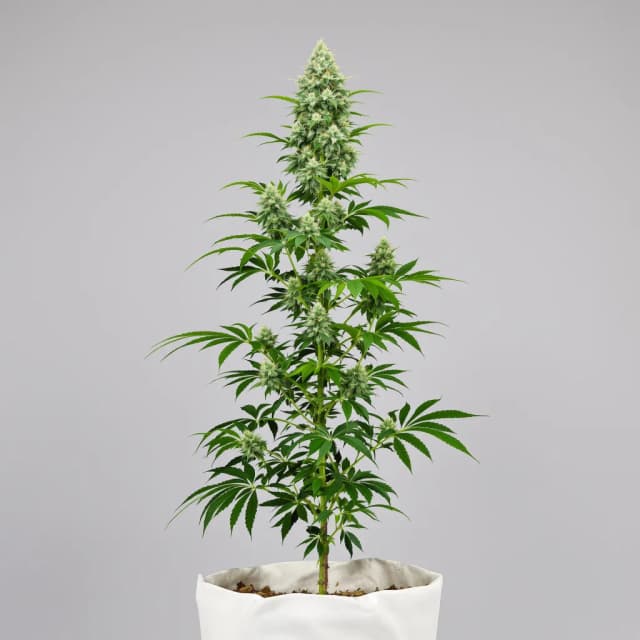 Embalaje de semillas de cannabis Bubba Tom Hayes — Royal King Seeds España