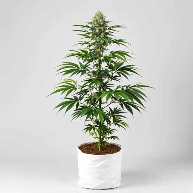Embalaje de semillas de cannabis Bubble Cheese — Royal King Seeds España