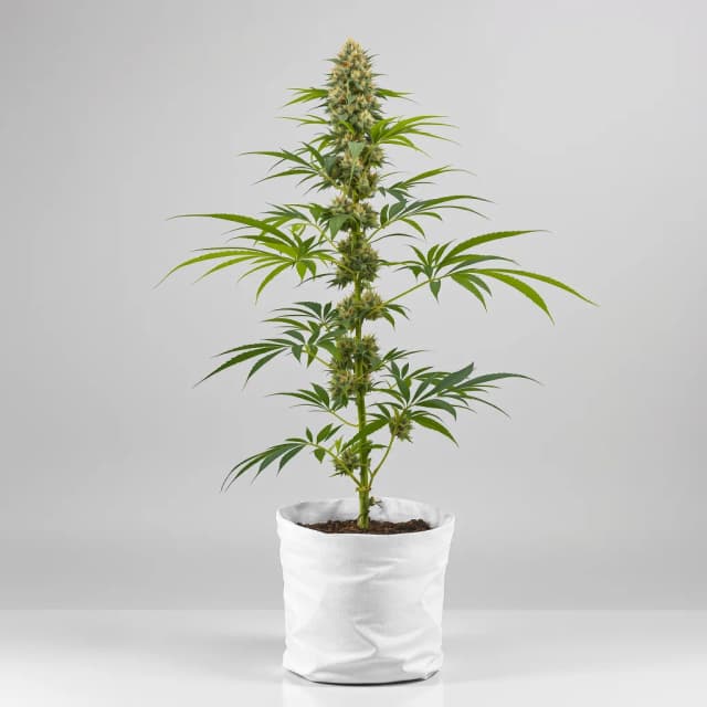 Embalaje de semillas de cannabis Bubbleberry — Royal King Seeds España