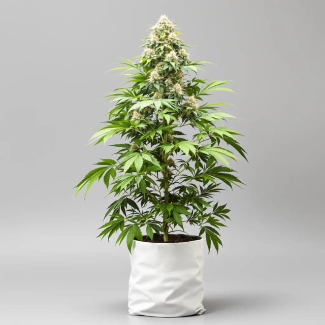 Embalaje de semillas de cannabis Bubblegum — Royal King Seeds España