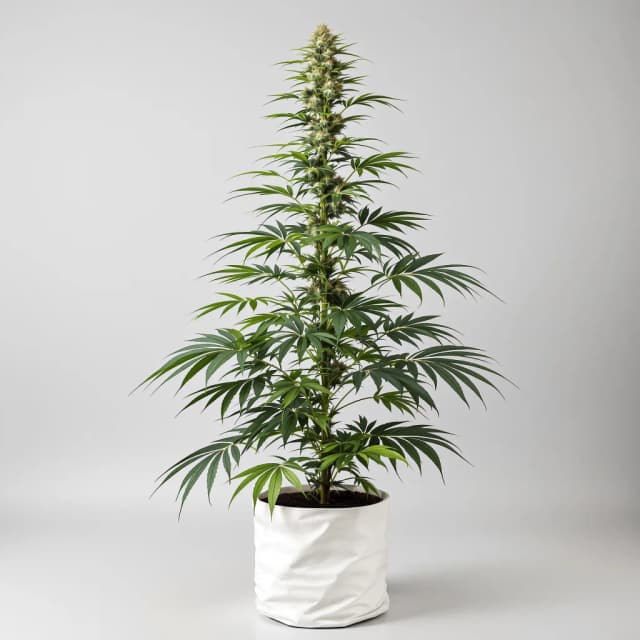 Embalaje de semillas de cannabis Bubblegum Haze — Royal King Seeds España