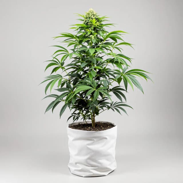 Embalaje de semillas de cannabis Bubblegum Kush — Royal King Seeds España