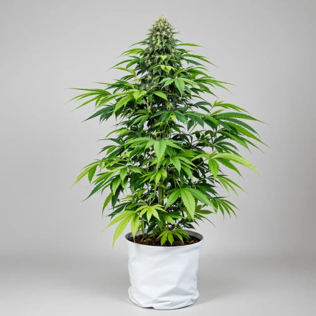 Embalaje de semillas de cannabis Buckeye Purple — Royal King Seeds España