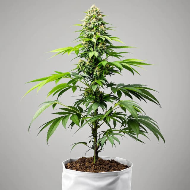 Embalaje de semillas de cannabis Buddha's Sister — Royal King Seeds España