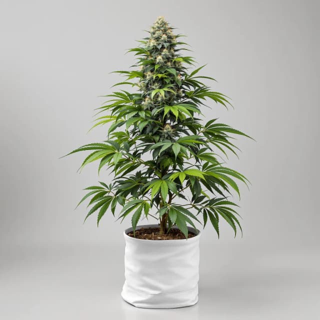 Embalaje de semillas de cannabis Burkle — Royal King Seeds España