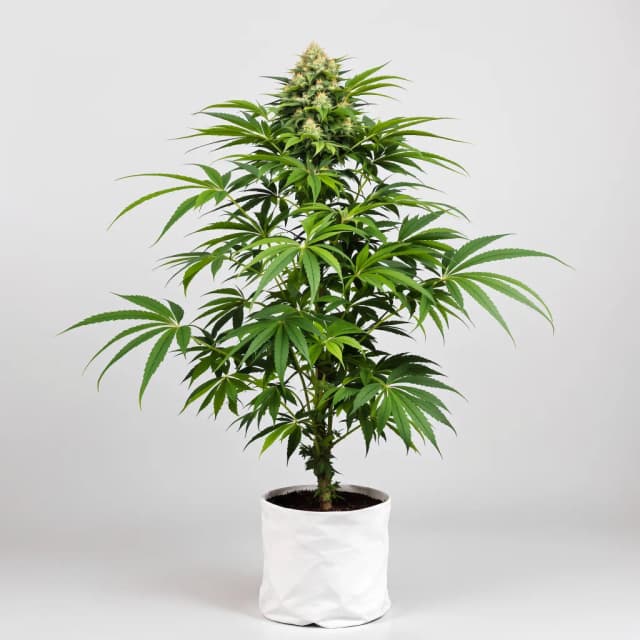 Embalaje de semillas de cannabis Butter OG — Royal King Seeds España