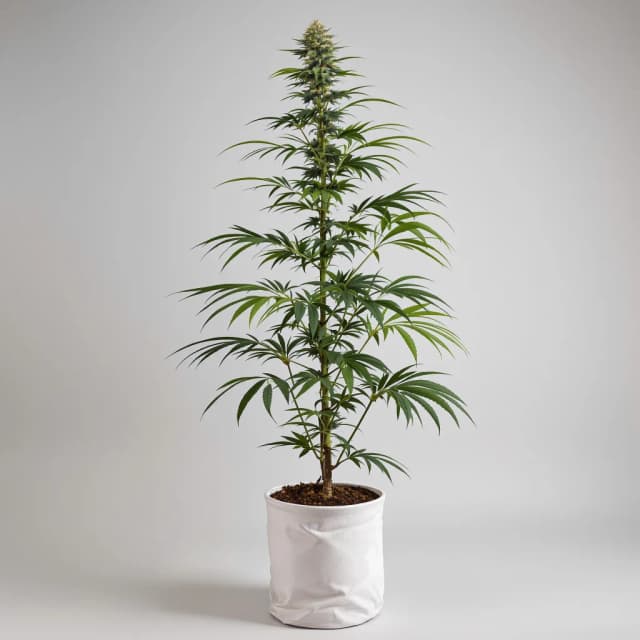Embalaje de semillas de cannabis Butterscotch — Royal King Seeds España