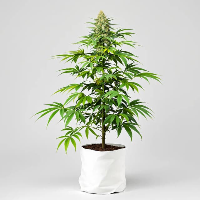 Embalaje de semillas de cannabis C4 — Royal King Seeds España