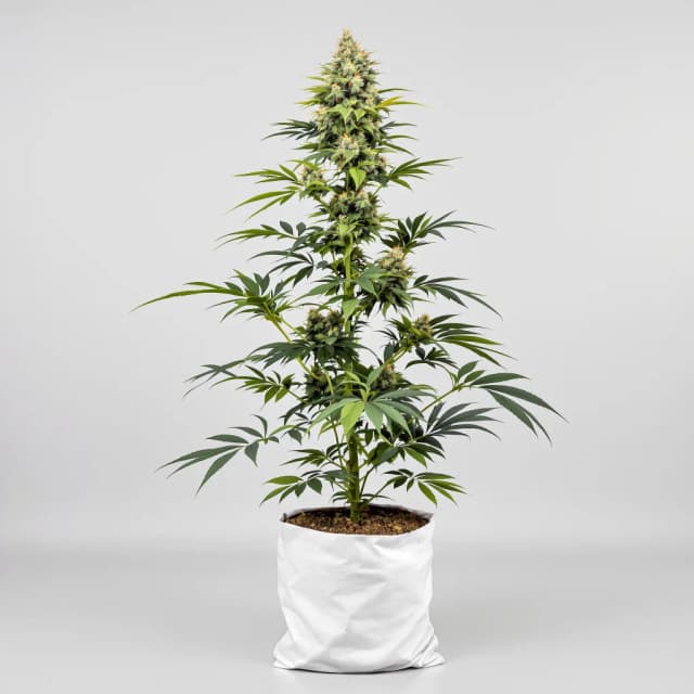 Embalaje de semillas de cannabis Cadillac Purple — Royal King Seeds España