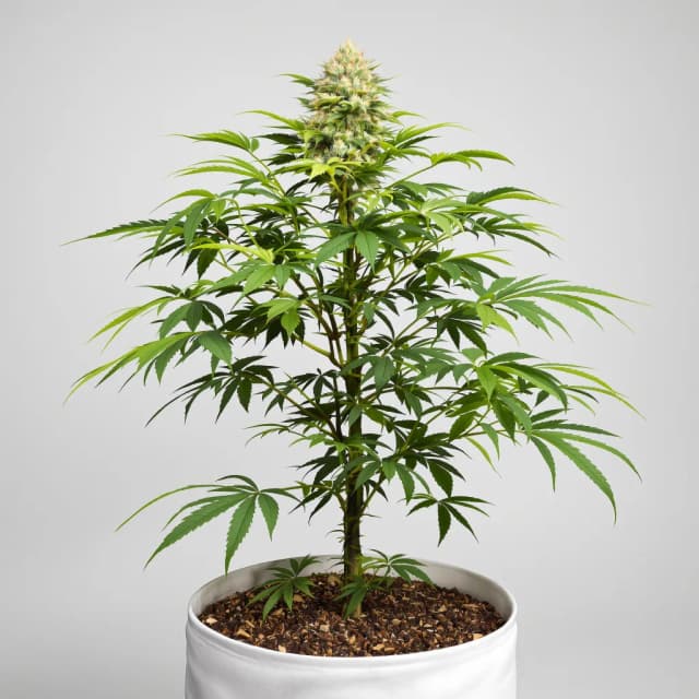 Embalaje de semillas de cannabis California Grapefruit — Royal King Seeds España