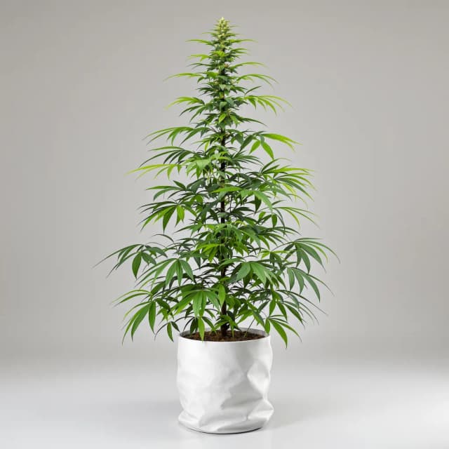 Embalaje de semillas de cannabis California Love — Royal King Seeds España
