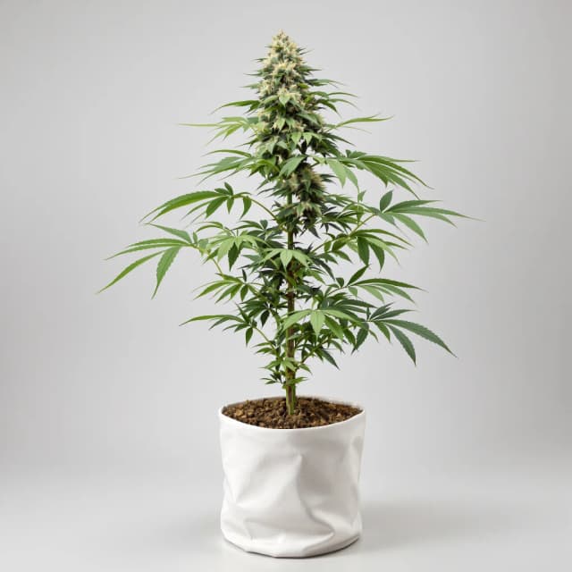 Embalaje de semillas de cannabis Candy Cane — Royal King Seeds España