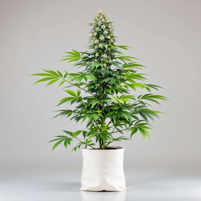 Embalaje de semillas de cannabis Candy Cream — Royal King Seeds España