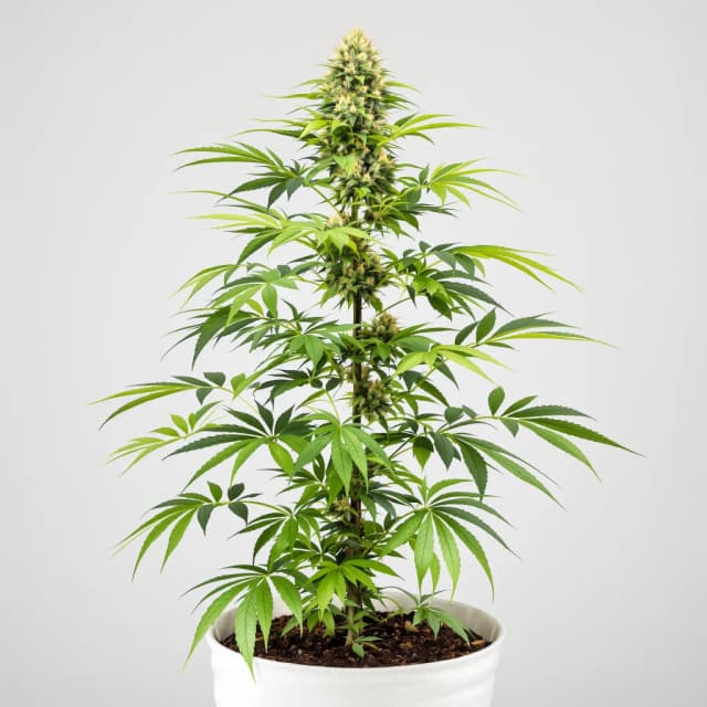Embalaje de semillas de cannabis Candy Jack — Royal King Seeds España