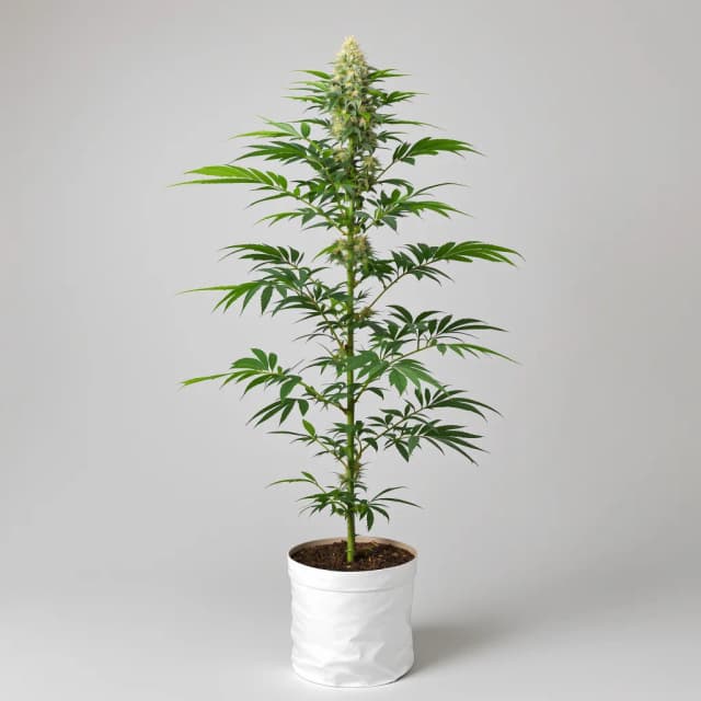 Embalaje de semillas de cannabis Candyland — Royal King Seeds España