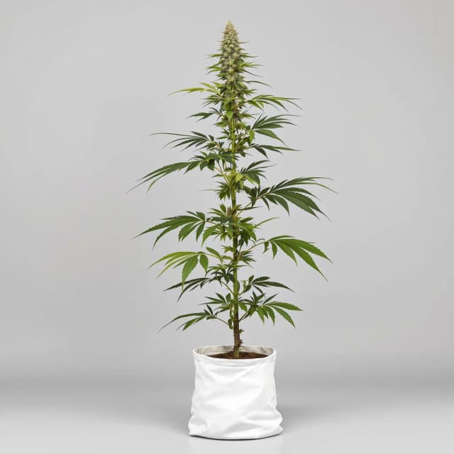 Embalaje de semillas de cannabis Cannalope Haze — Royal King Seeds España
