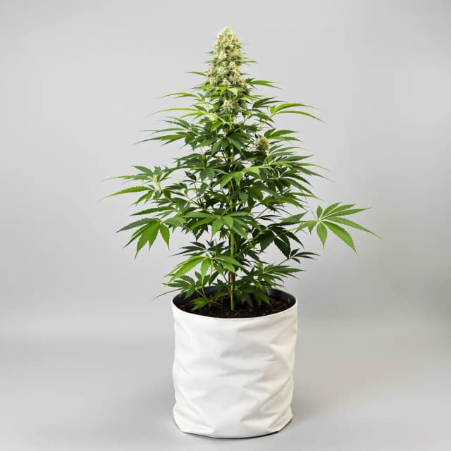 Embalaje de semillas de cannabis Cannatonic CBD — Royal King Seeds España