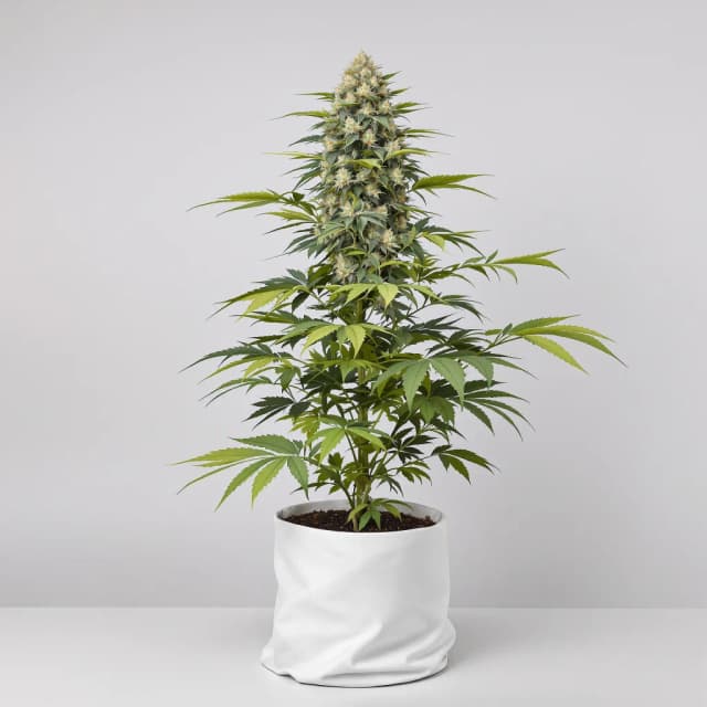 Embalaje de semillas de cannabis Capers — Royal King Seeds España