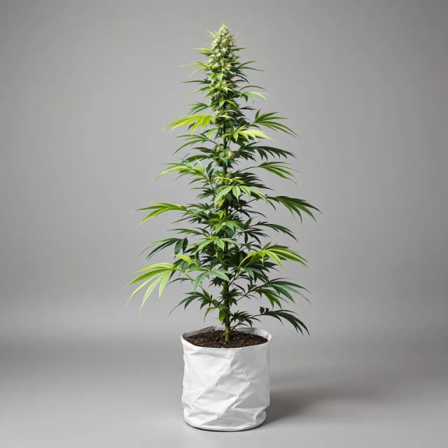 Embalaje de semillas de cannabis Casey Jones — Royal King Seeds España