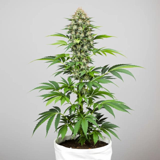 Embalaje de semillas de cannabis Cataract Kush — Royal King Seeds España