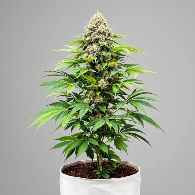Embalaje de semillas de cannabis CBD 3D — Royal King Seeds España