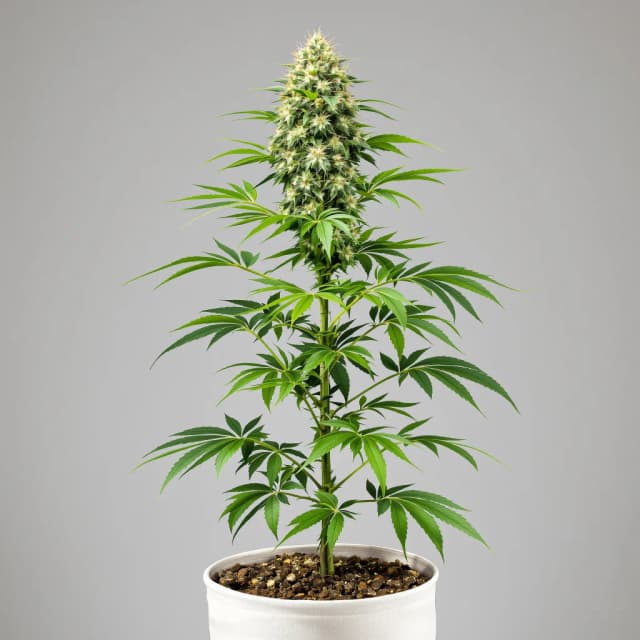 Embalaje de semillas de cannabis CBD ACDC — Royal King Seeds España
