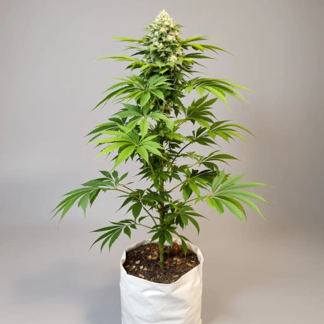 Embalaje de semillas de cannabis CBD Blue Shark — Royal King Seeds España