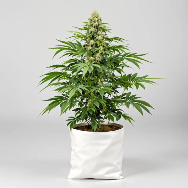 Embalaje de semillas de cannabis CBD Blueberry — Royal King Seeds España