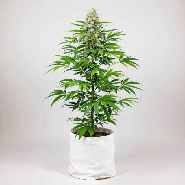 Embalaje de semillas de cannabis CBD Caramel — Royal King Seeds España
