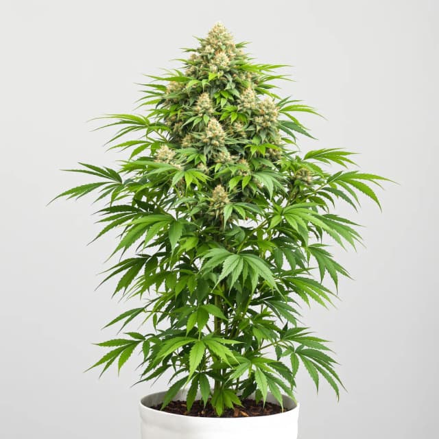 Embalaje de semillas de cannabis CBD Cream & Cheese — Royal King Seeds España