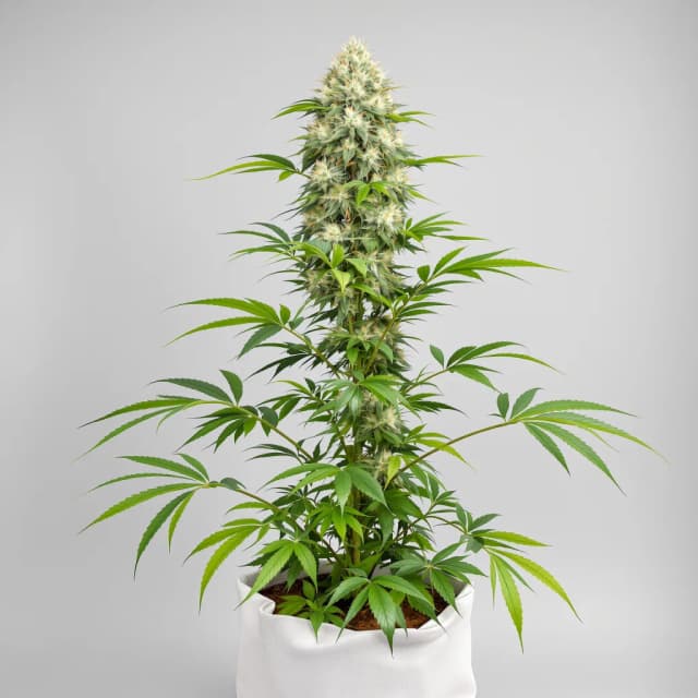 Embalaje de semillas de cannabis CBD Critical Cure — Royal King Seeds España