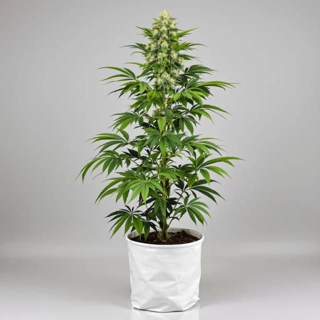 Embalaje de semillas de cannabis CBD Critical Mango — Royal King Seeds España