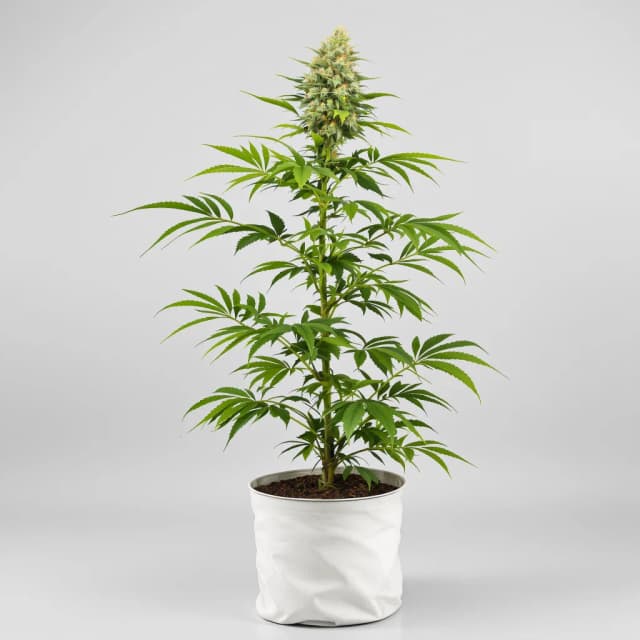 Embalaje de semillas de cannabis CBD Critical Mass — Royal King Seeds España