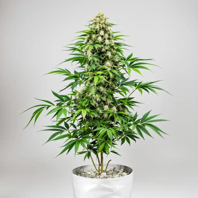 Embalaje de semillas de cannabis CBD Fast Eddy — Royal King Seeds España