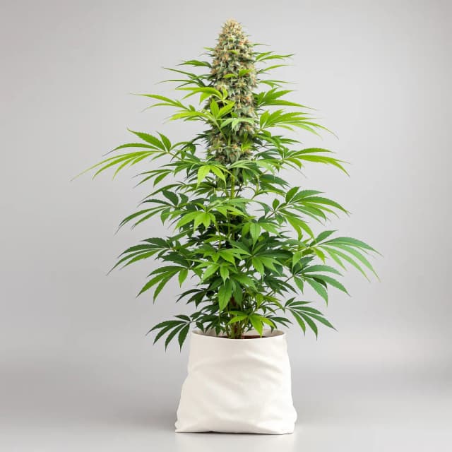 Embalaje de semillas de cannabis CBD Haze — Royal King Seeds España
