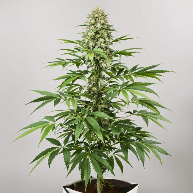 Embalaje de semillas de cannabis CBD Lemon Potion — Royal King Seeds España
