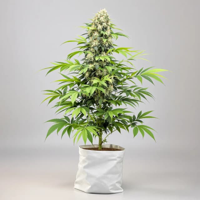 Embalaje de semillas de cannabis CBD Mango Haze — Royal King Seeds España