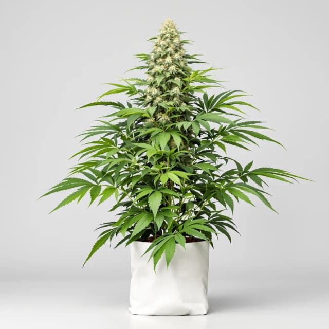 Embalaje de semillas de cannabis CBD MediHaze — Royal King Seeds España