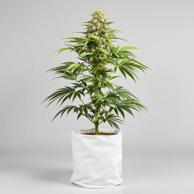 Embalaje de semillas de cannabis CBD OG Kush — Royal King Seeds España