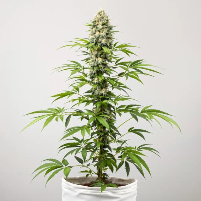 Embalaje de semillas de cannabis CBD Shark — Royal King Seeds España