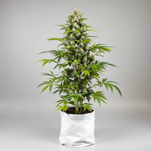 Embalaje de semillas de cannabis CBD Solomatic — Royal King Seeds España