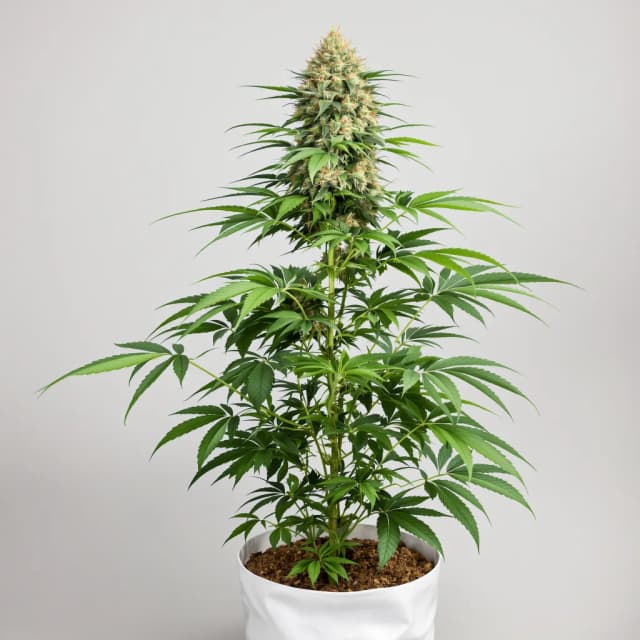 Embalaje de semillas de cannabis CBD Solomatic — Royal King Seeds España