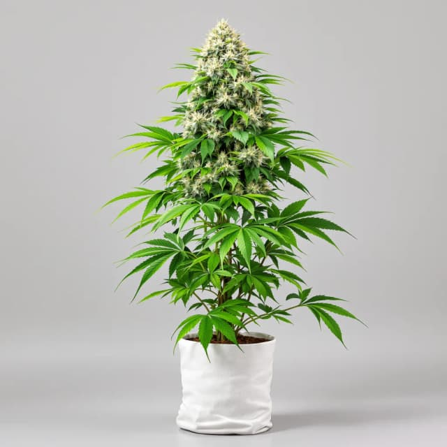 Embalaje de semillas de cannabis CBD Stress Killer — Royal King Seeds España