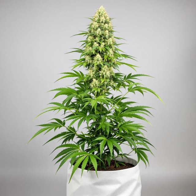 Embalaje de semillas de cannabis CBD Therapy — Royal King Seeds España