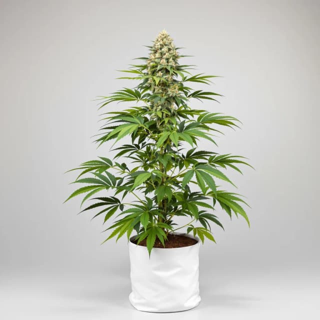 Embalaje de semillas de cannabis CBD Yummy — Royal King Seeds España
